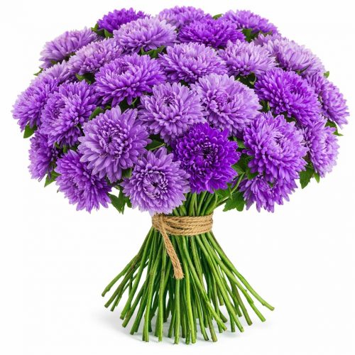 Астра фиолетовая