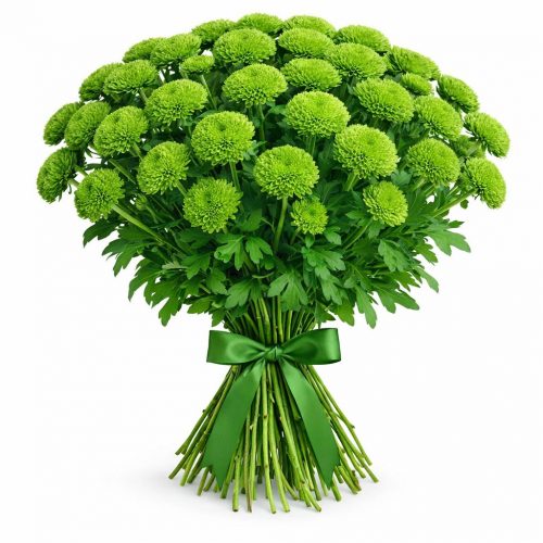 Хризантема кустовая зеленая