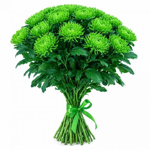 Хризантема одноголовая зеленая