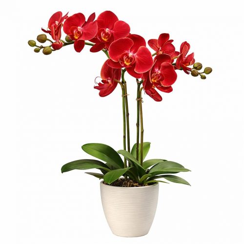 Орхидея в горшке «Бордовая»
