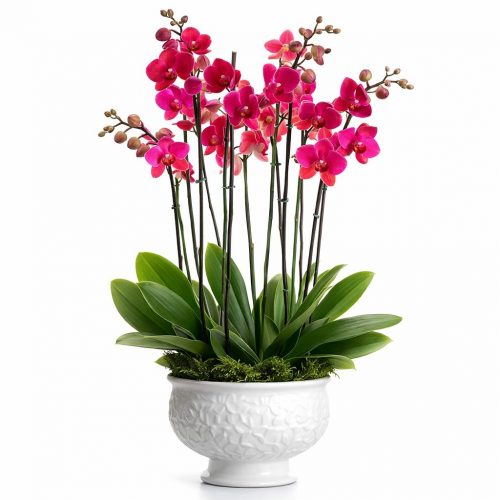 Орхидея в горшке «Бордово-розовая»