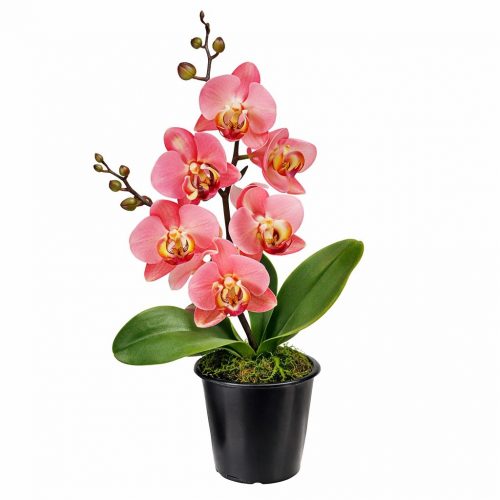 Орхидея в горшке «Светло-бордовая»