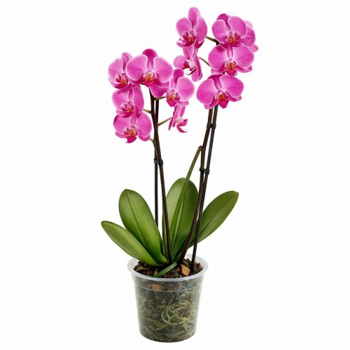Орхидея в горшке «Ярко-розовая»
