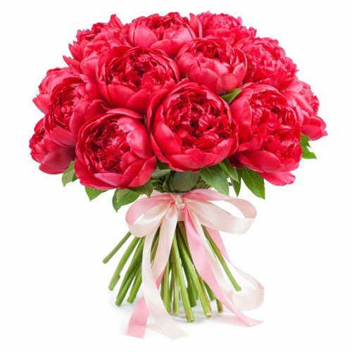 Пион красный