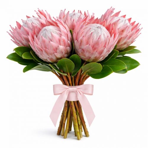 Протея нежно-розовая