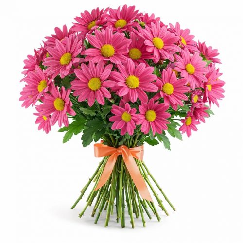 Ромашка темно-розовая